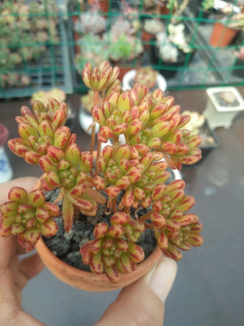 多肉植物不含盆
