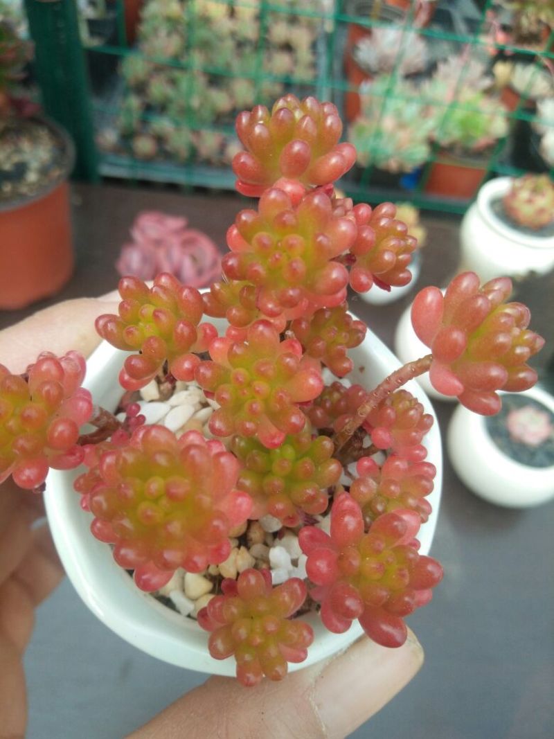 多肉植物不含盆