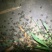 蟾蜍二代好养养殖技术培训