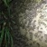 蟾蜍二代好养养殖技术培训