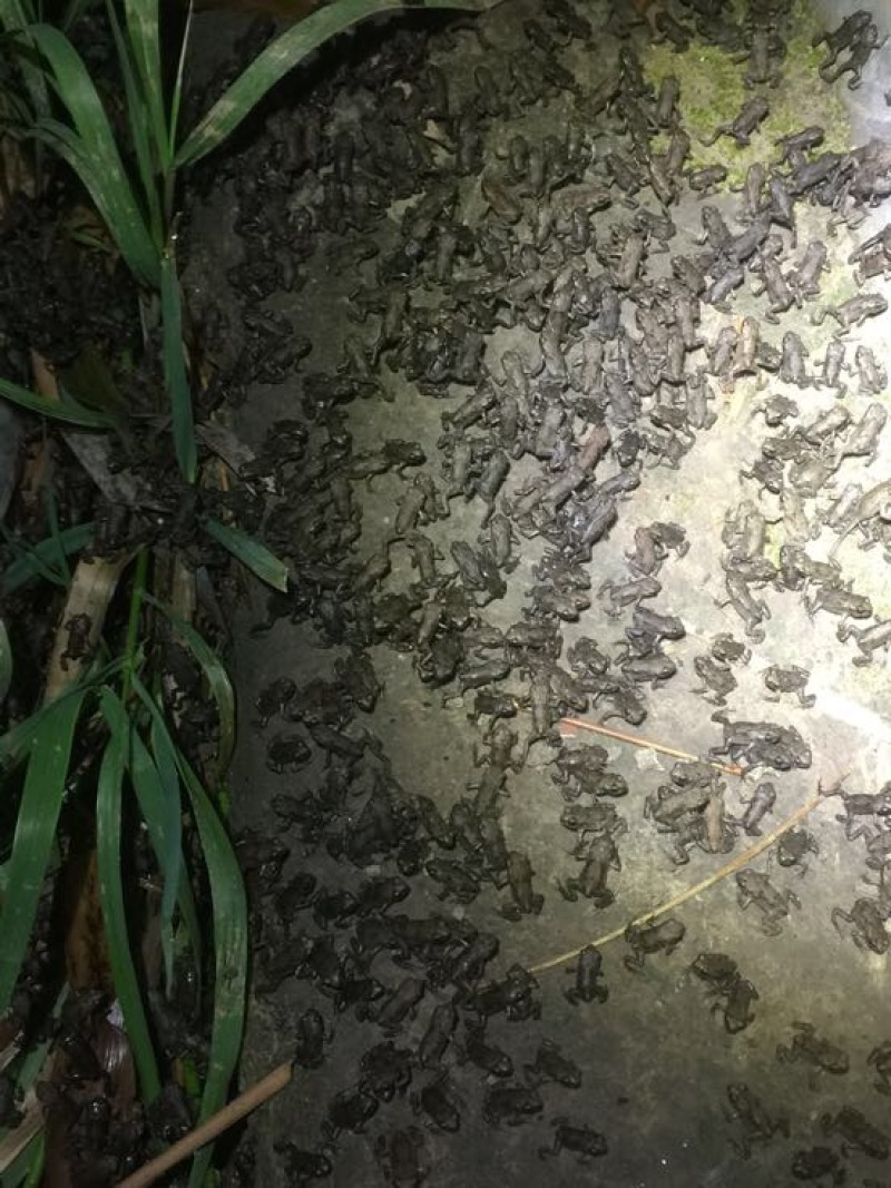 蟾蜍二代好养养殖技术培训