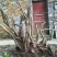 映山红树桩25~30cm