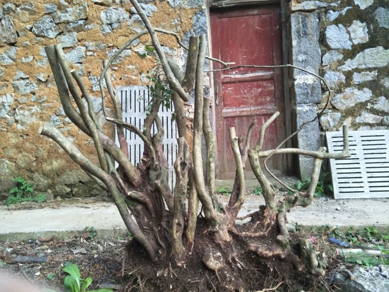 映山红树桩25~30cm