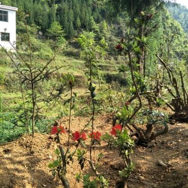 映山红树桩25~30cm