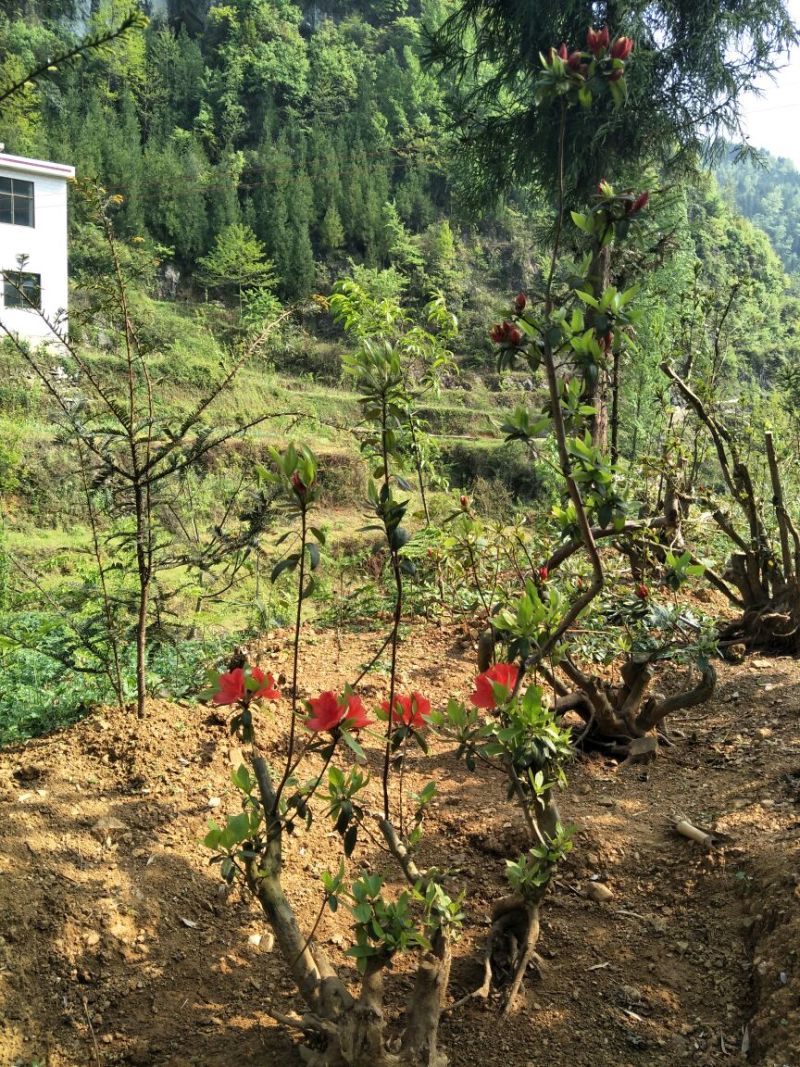 映山红树桩25~30cm