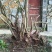 映山红树桩25~30cm