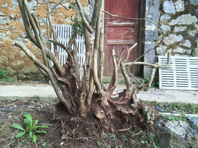 映山红树桩25~30cm