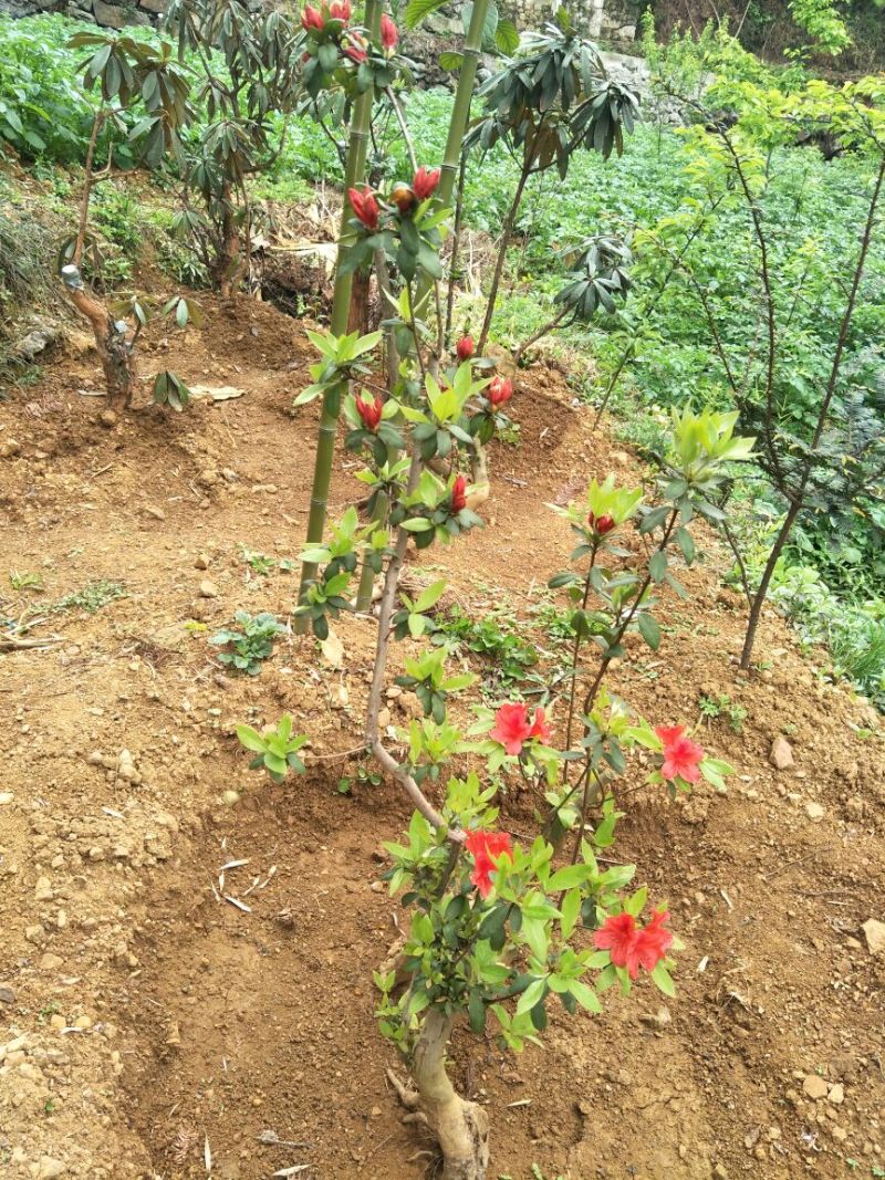 映山红树桩25~30cm