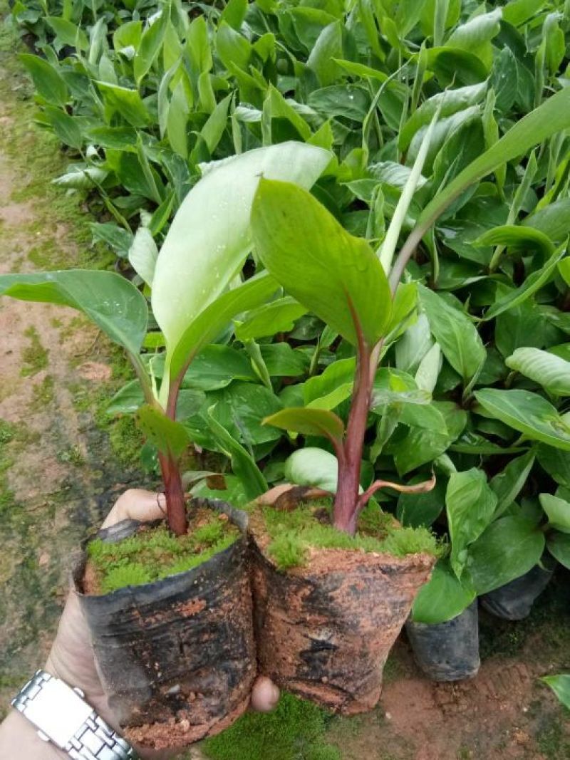 红香蕉苗一级良种1~2年