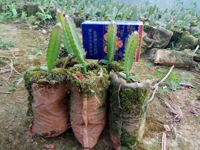 黄龙果苗10cm以下种苗