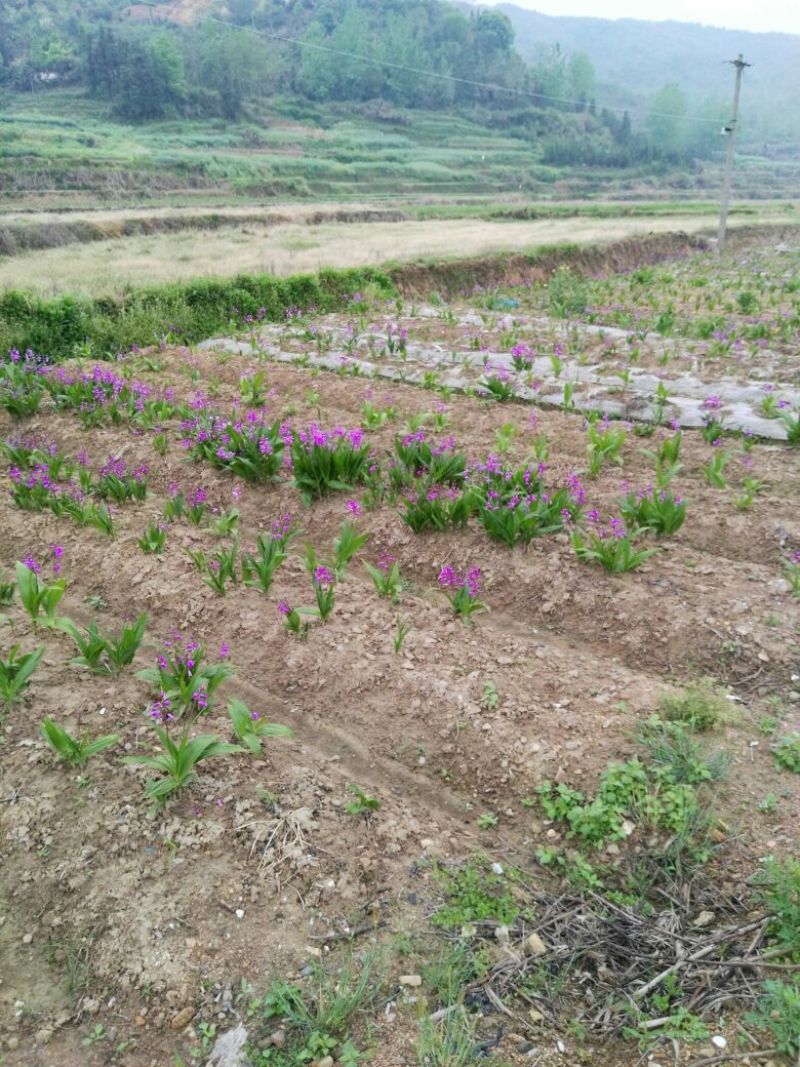 白芨种苗三叉白芨种苗
