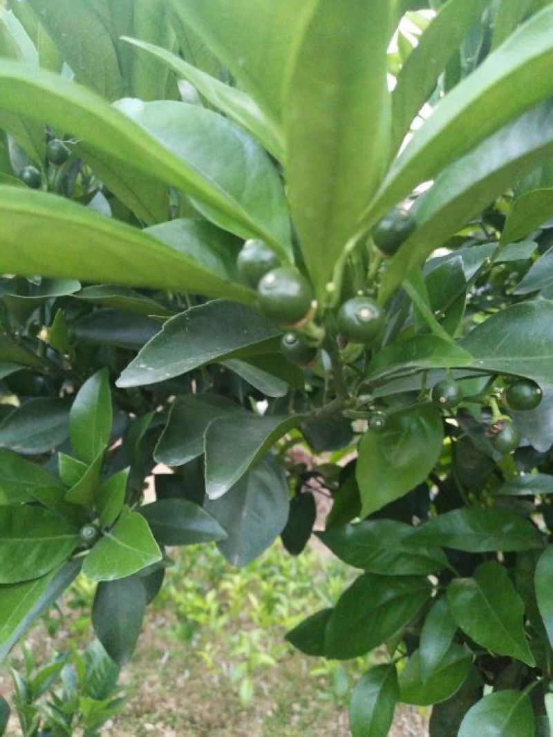 沃柑苗50~80cm
