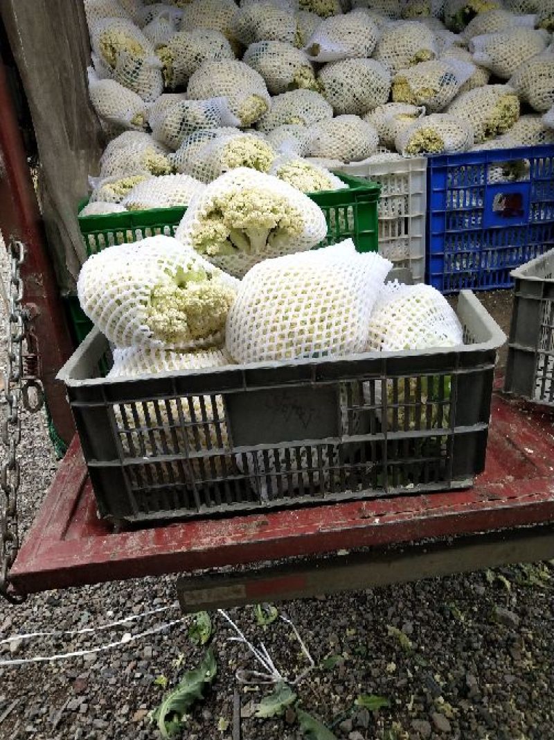 【花菜】松花菜散花乳白2~3斤品质保证可实地看货