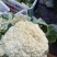 【花菜】松花菜散花乳白2~3斤品质保证可实地看货
