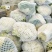 【花菜】松花菜散花乳白2~3斤品质保证可实地看货