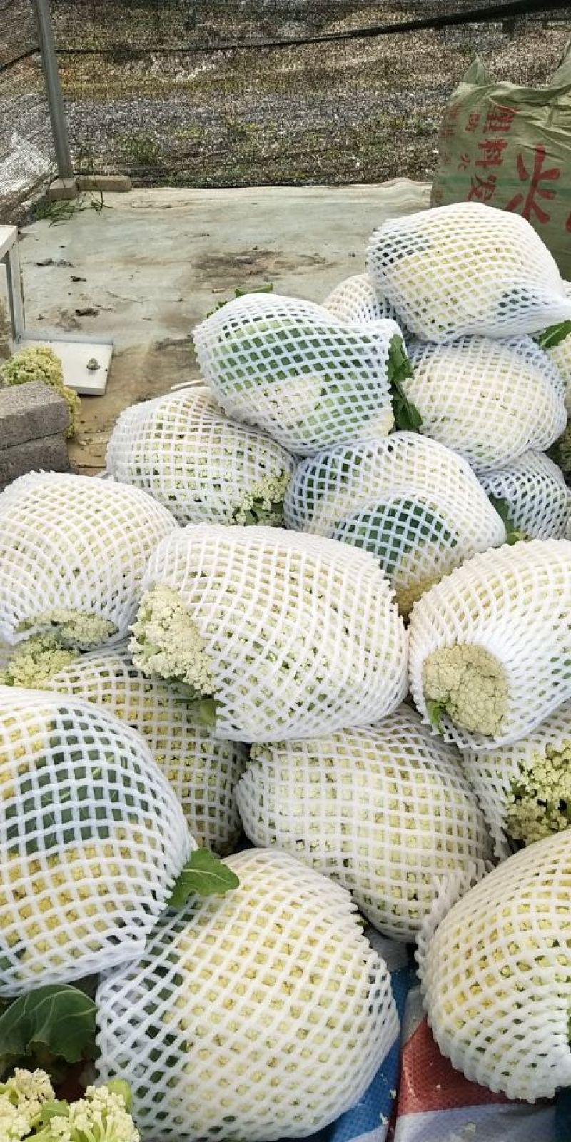 【花菜】松花菜散花乳白2~3斤品质保证可实地看货