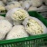 【花菜】松花菜散花乳白2~3斤品质保证可实地看货