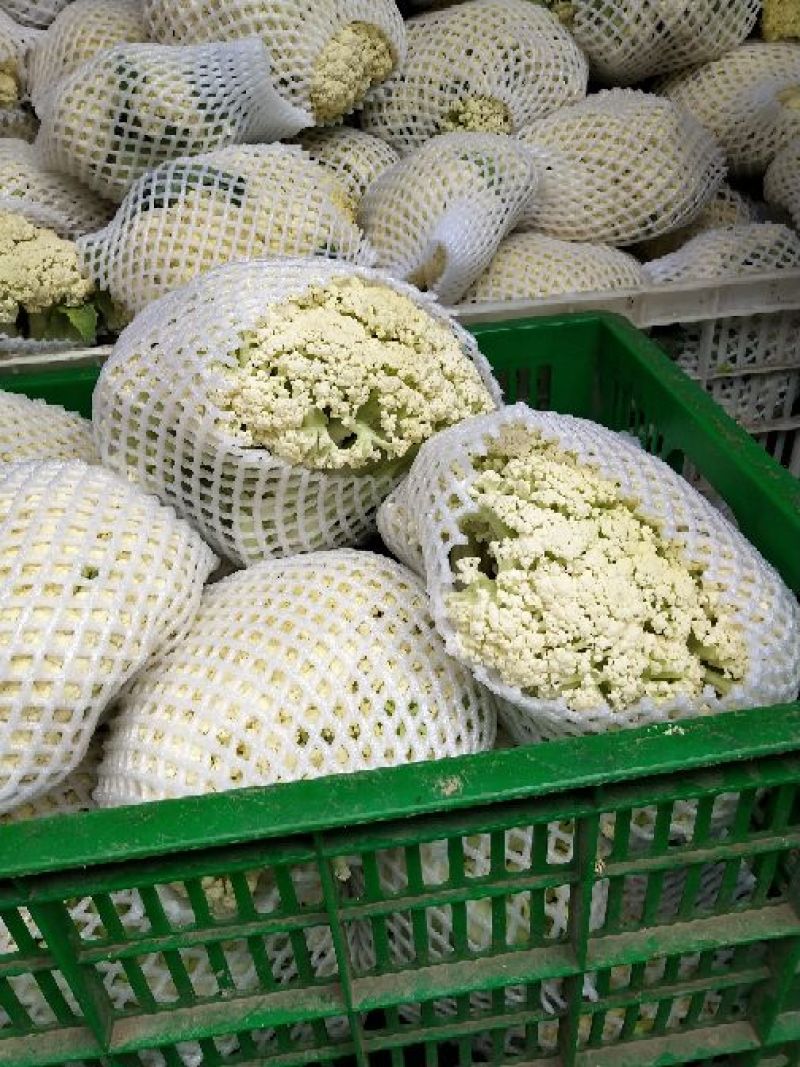 【花菜】松花菜散花乳白2~3斤品质保证可实地看货