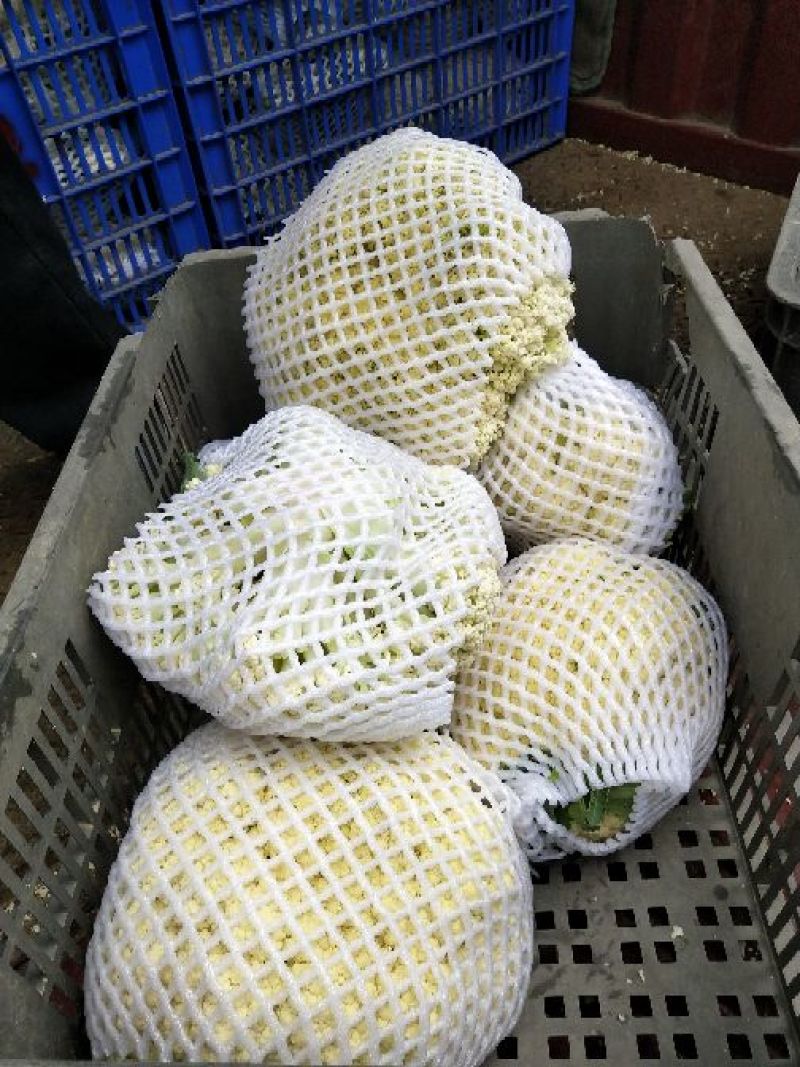 【花菜】松花菜散花乳白2~3斤品质保证可实地看货