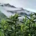 2025年黄山茶叶黄山原产地高山野毛峰500克装
