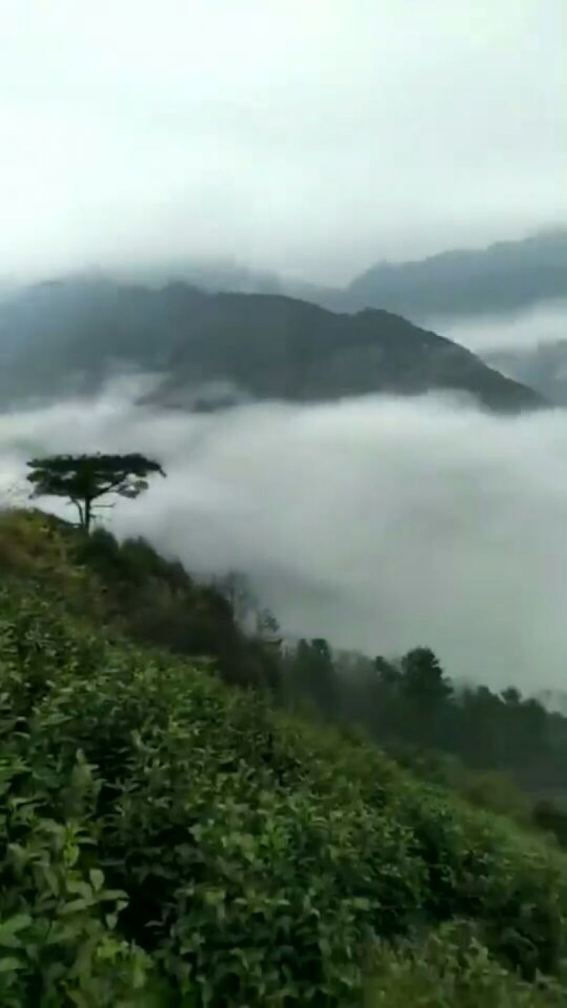2025年黄山茶叶黄山原产地高山野毛峰500克装