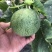 山东产区绿宝甜瓜口感好质量优货源充足