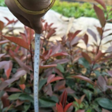 红叶石楠苗20~30cm