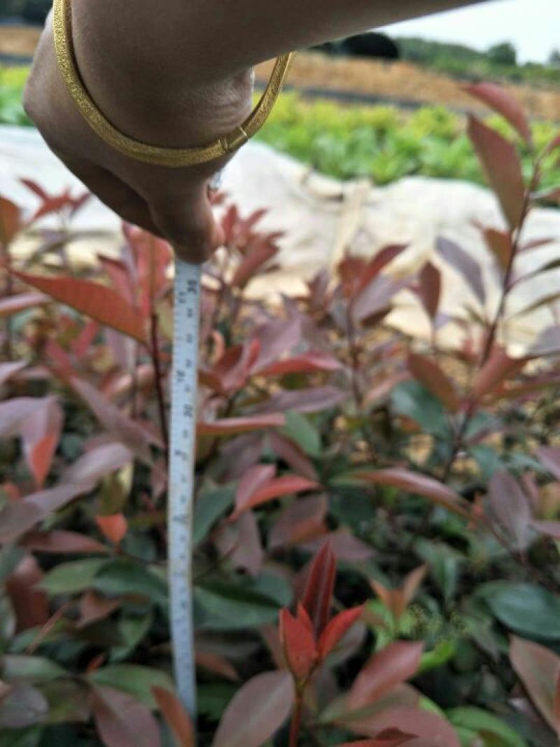 红叶石楠苗20~30cm