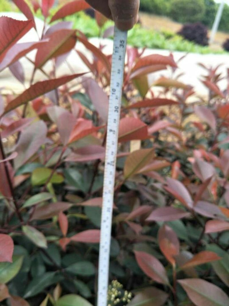 红叶石楠苗20~30cm