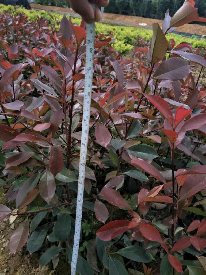 红叶石楠苗20~30cm