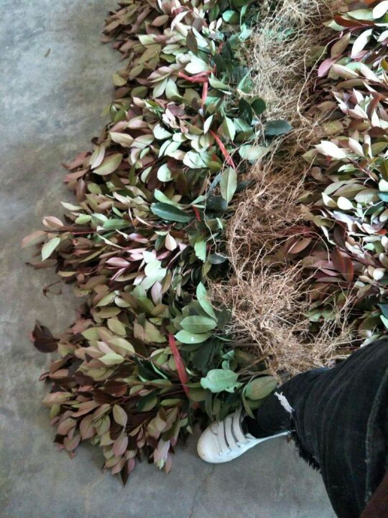 红叶石楠苗20~30cm