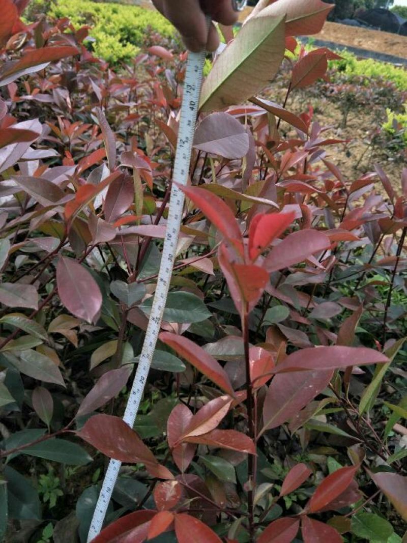 红叶石楠苗20~30cm