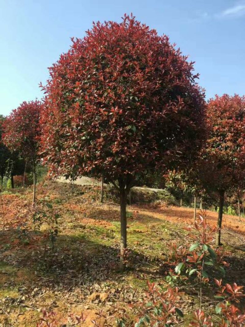 红叶石楠8~10cm8~10cm3~3.5米