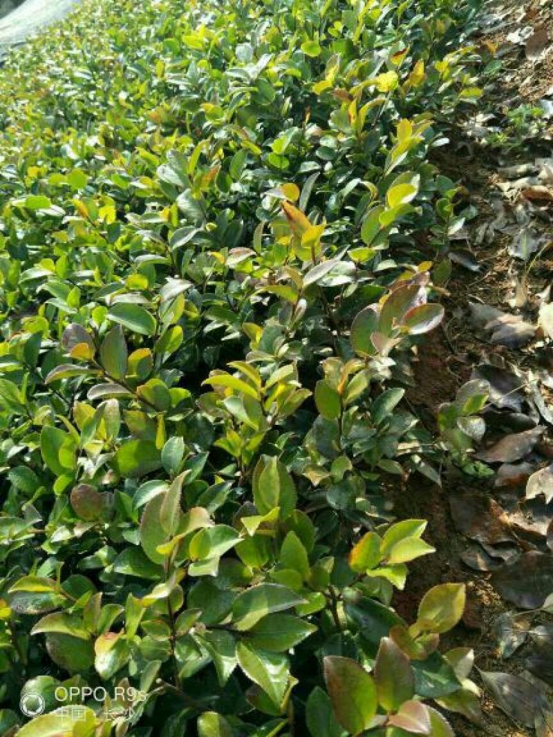 茶梅苗20~30cm