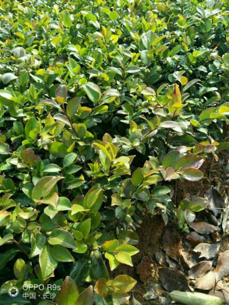 茶梅苗20~30cm