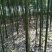 香樟4~6cm4~6cm3.5~4米