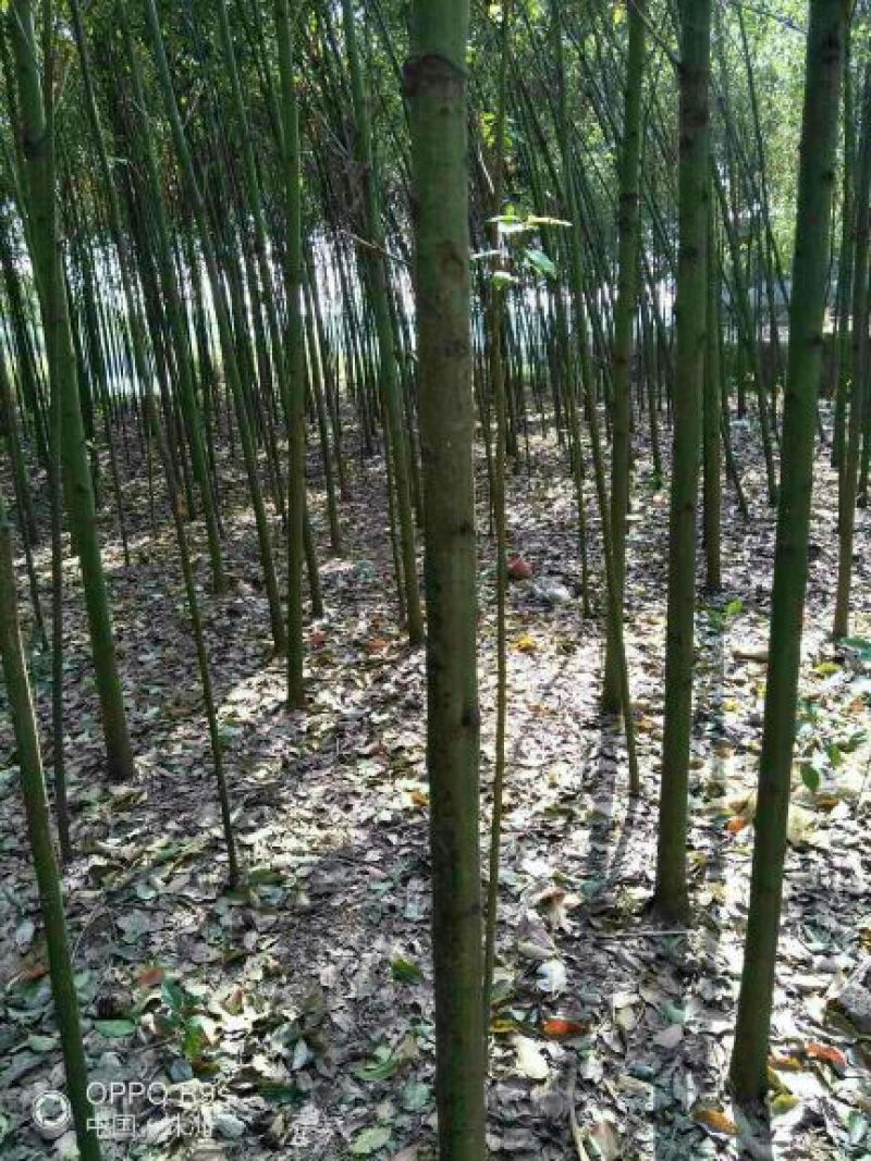 香樟4~6cm4~6cm3.5~4米