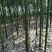 香樟4~6cm4~6cm3.5~4米