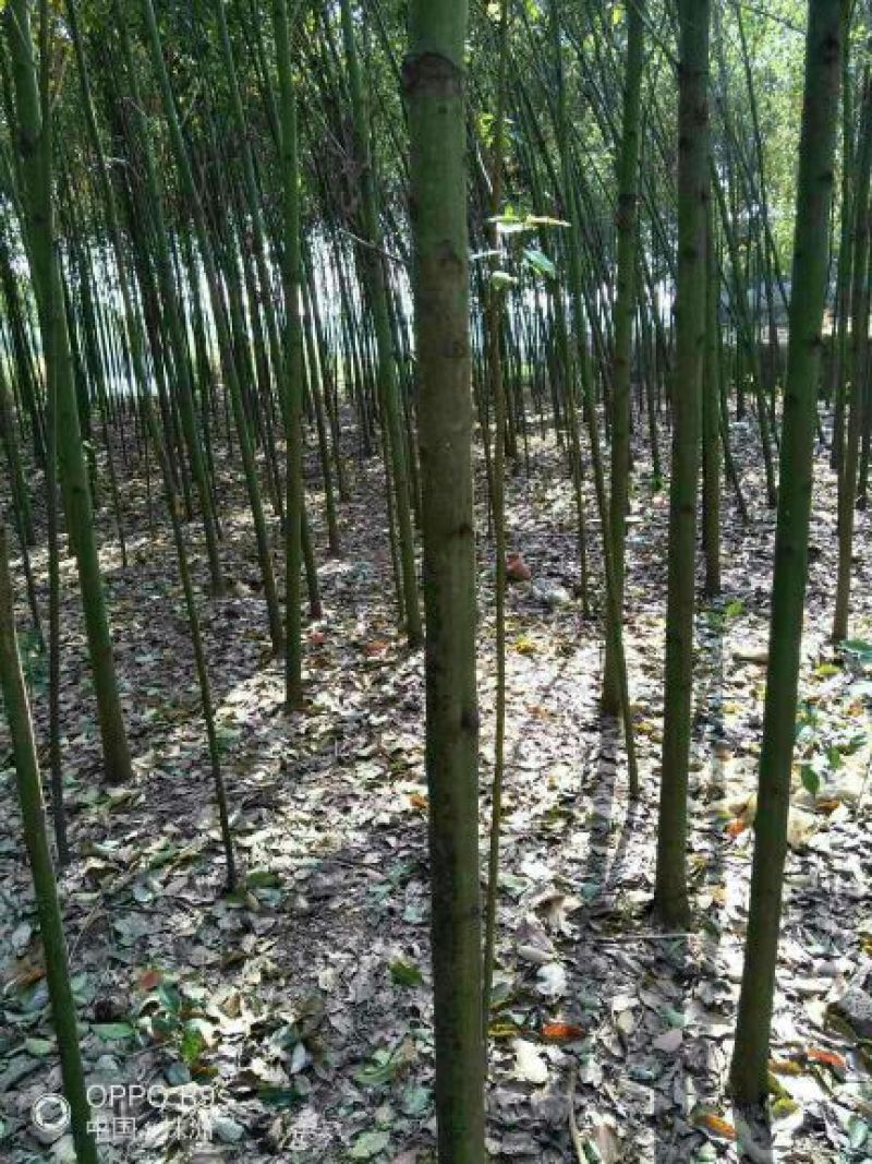 香樟4~6cm4~6cm3.5~4米