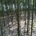 香樟4~6cm4~6cm3.5~4米