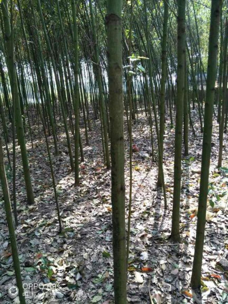 香樟4~6cm4~6cm3.5~4米