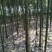 香樟4~6cm4~6cm3.5~4米
