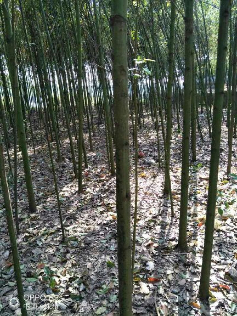 香樟4~6cm4~6cm3.5~4米