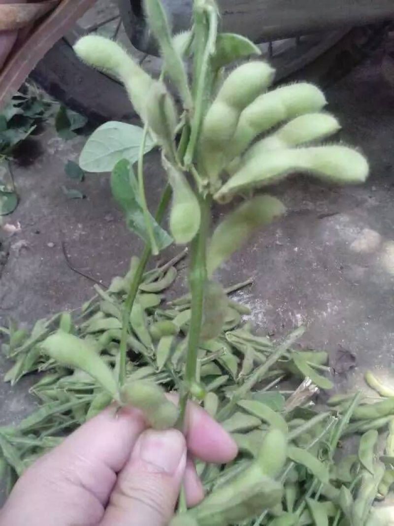 绿宝石毛豆，颗粒饱满，个大均匀，产地直销
