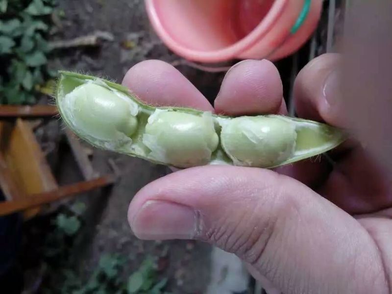 绿宝石毛豆，颗粒饱满，个大均匀，产地直销