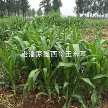 墨西哥玉米草种子，黑籽特级种子，亩用量6斤左右
