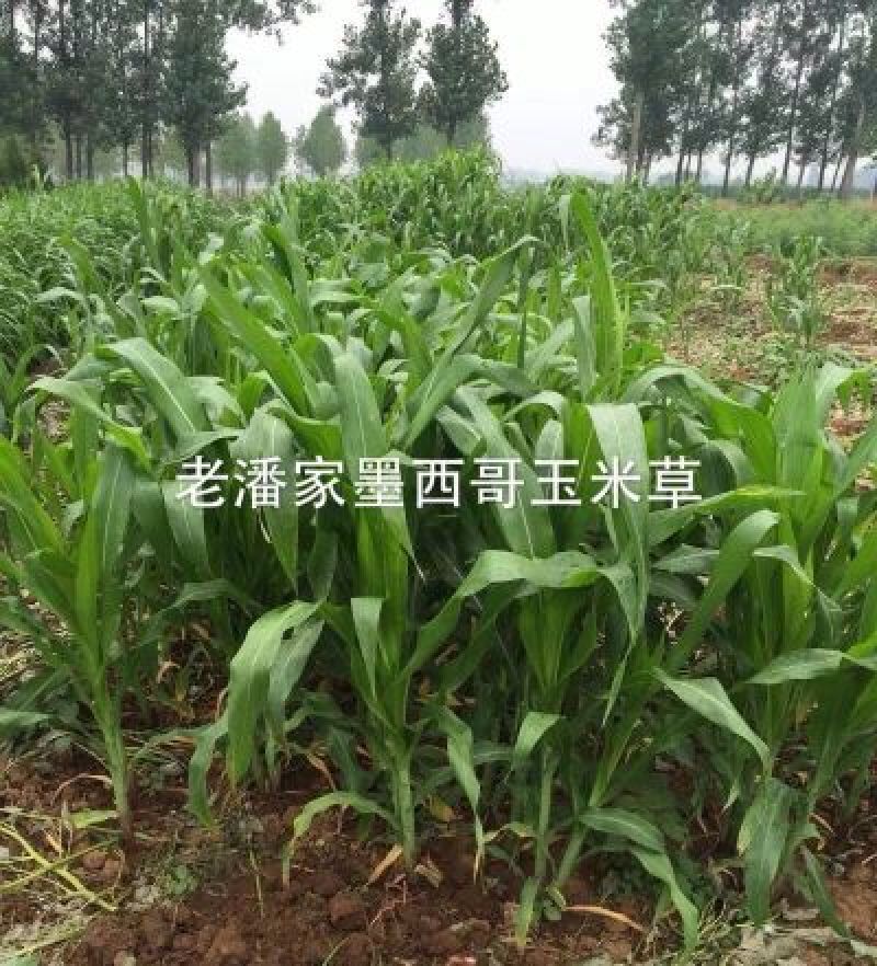 墨西哥玉米草种子，黑籽特级种子，亩用量6斤左右