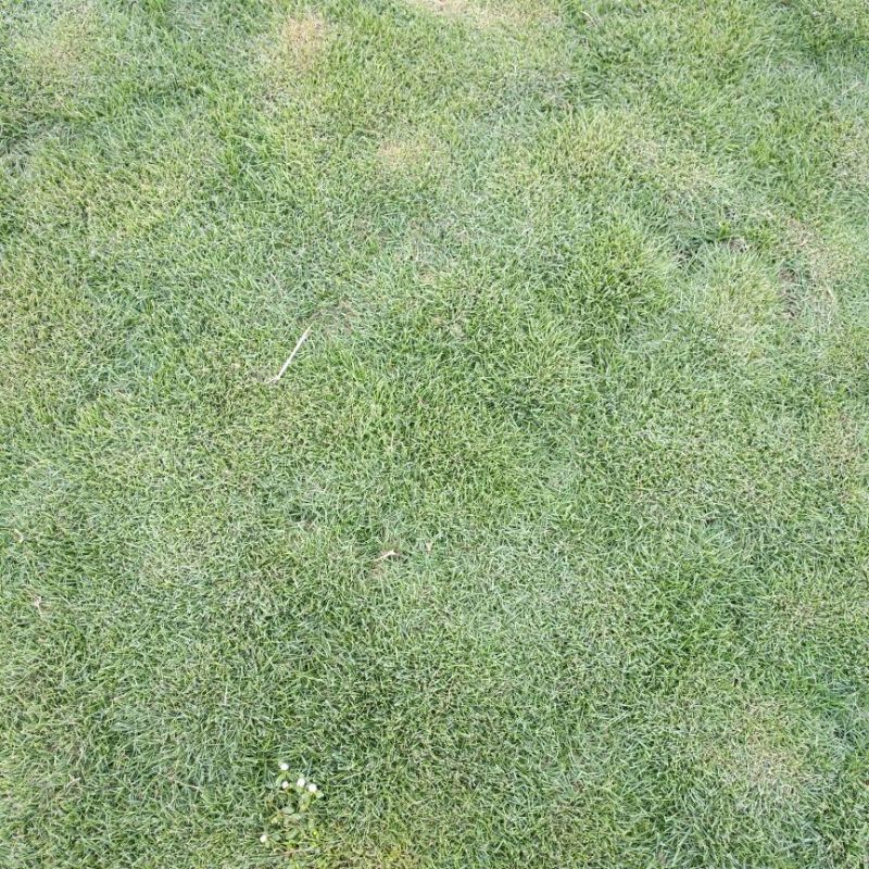 基地大量十成兰引三号草皮
