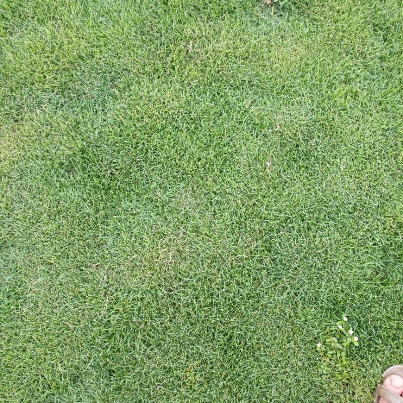 基地大量十成兰引三号草皮