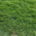 基地大量十成兰引三号草皮